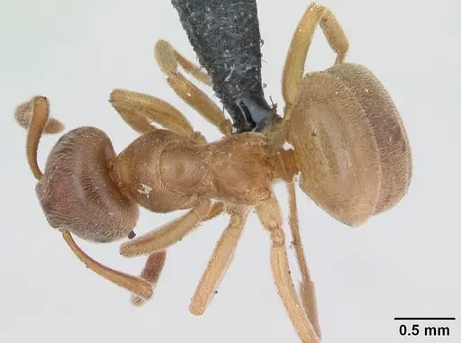 Lasius mixtus specimen