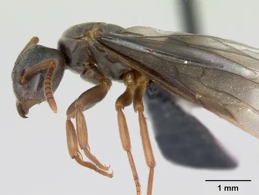 Lasius mixtus - CASENT0172755