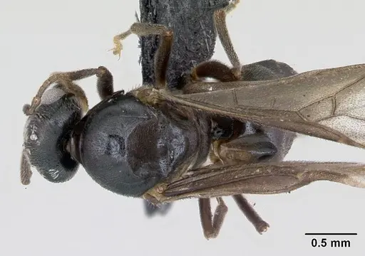 Lasius mixtus - CASENT0172756