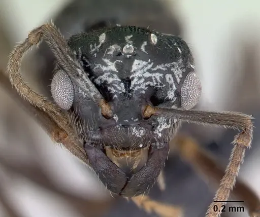 Lasius mixtus - CASENT0172756