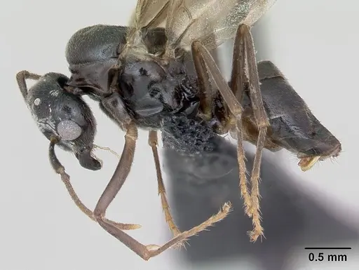 Lasius mixtus - CASENT0172756