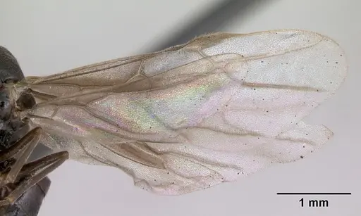 Lasius mixtus - CASENT0172756