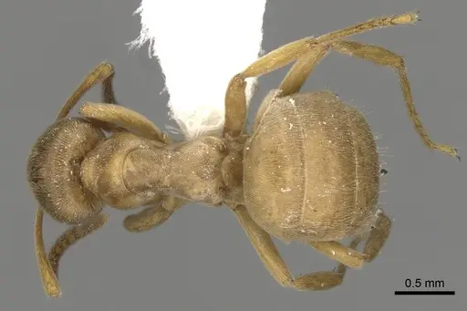 Lasius mixtus - CASENT0280464