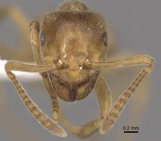 Lasius mixtus - CASENT0280464