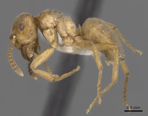 Lasius mixtus - CASENT0280464