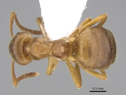 Lasius mixtus - CASENT0922714