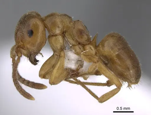 Lasius mixtus - CASENT0922714