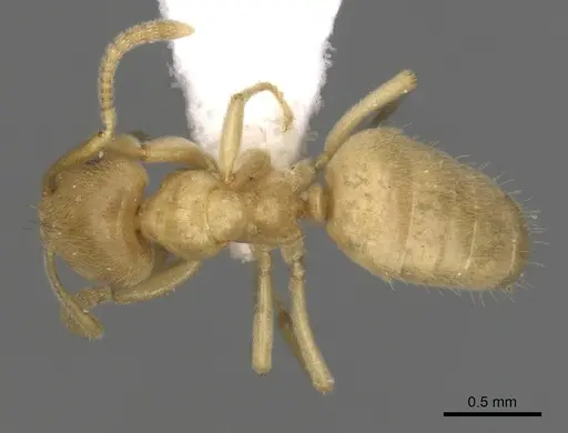 Lasius myops specimen