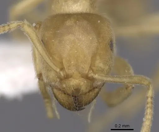 Lasius myops specimen