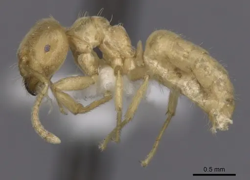 Lasius myops specimen