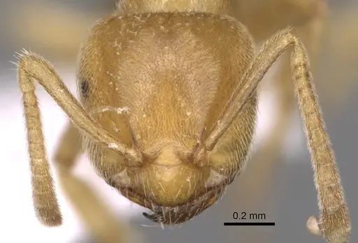 Lasius myops - CASENT0906073