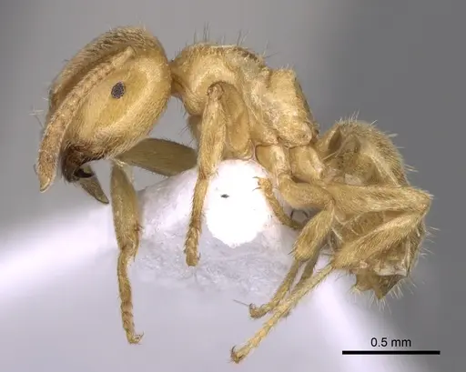 Lasius myops - CASENT0906073