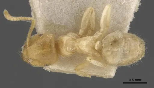 Lasius myops - CASENT0907598