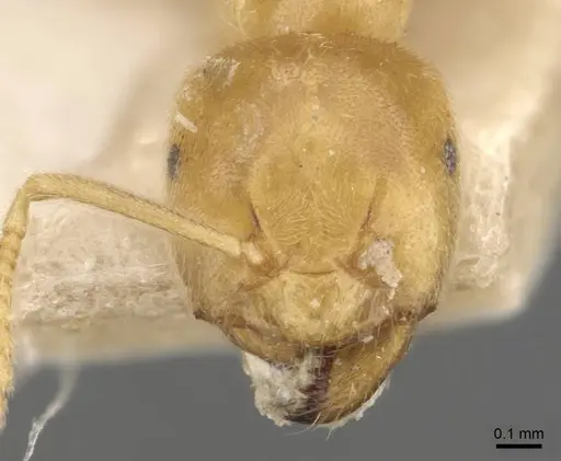 Lasius myops - CASENT0907598