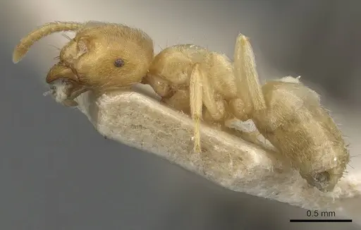 Lasius myops - CASENT0907598