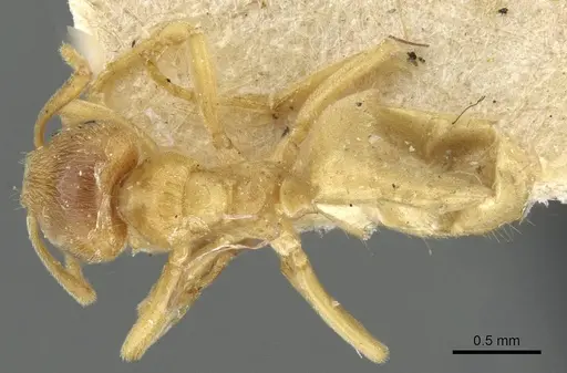 Lasius myops - CASENT0911050