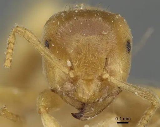 Lasius myops - CASENT0911050