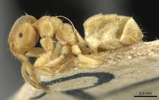 Lasius myops - CASENT0911050