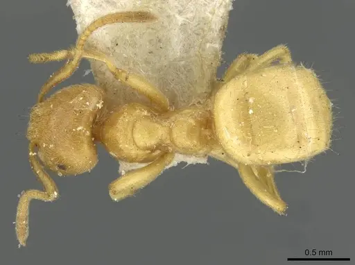 Lasius myops - CASENT0911051