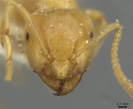 Lasius myops - CASENT0911051