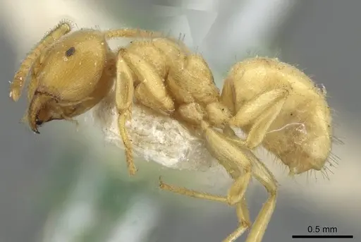 Lasius myops - CASENT0911051