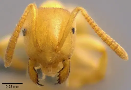 Lasius nearcticus specimen