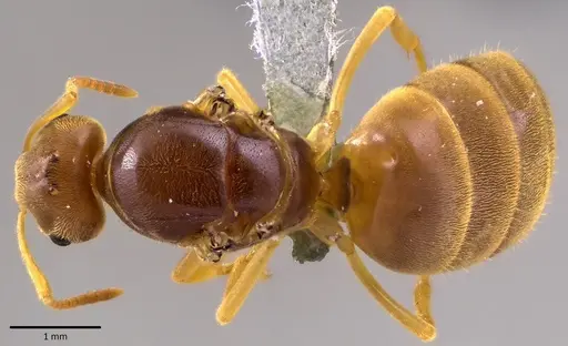 Lasius nearcticus - ANTWEB1041777