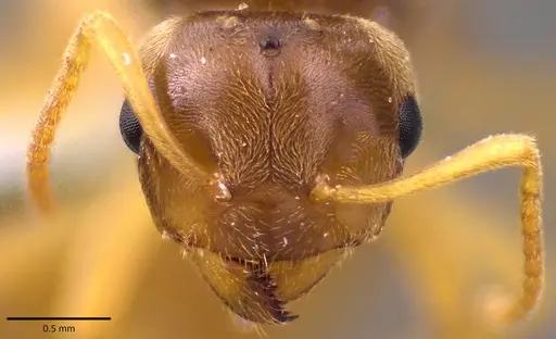 Lasius nearcticus - ANTWEB1041777
