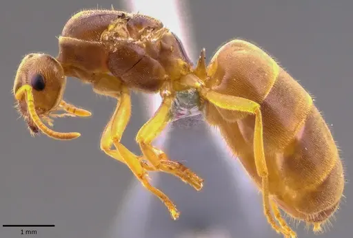 Lasius nearcticus - ANTWEB1041777