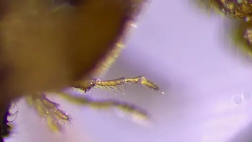 Lasius nearcticus - ANTWEB1041777