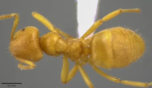 Lasius nearcticus - ANTWEB1041803