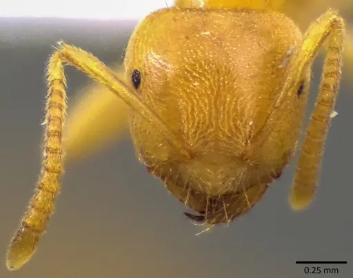 Lasius nearcticus - ANTWEB1041803