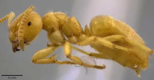 Lasius nearcticus - ANTWEB1041803