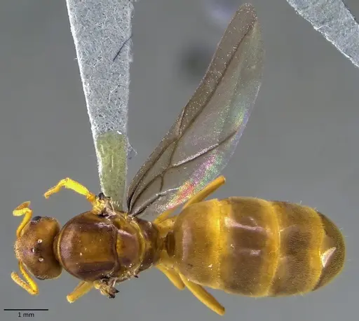 Lasius nearcticus - ANTWEB1041879