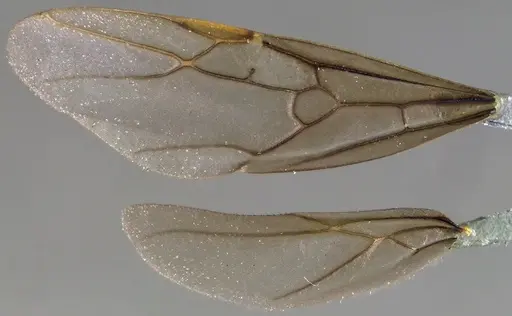 Lasius nearcticus - ANTWEB1041879