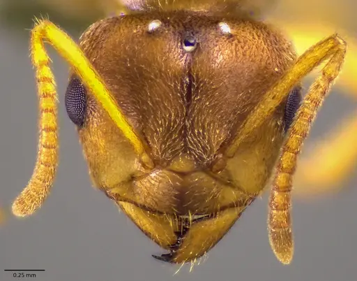 Lasius nearcticus - ANTWEB1041879