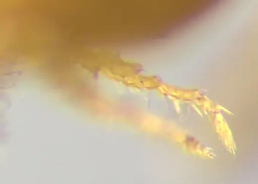 Lasius nearcticus - ANTWEB1041879