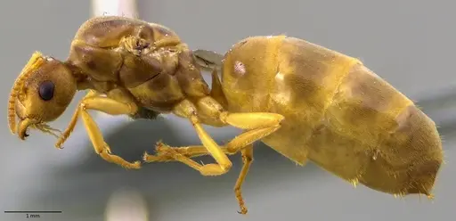 Lasius nearcticus - ANTWEB1041879