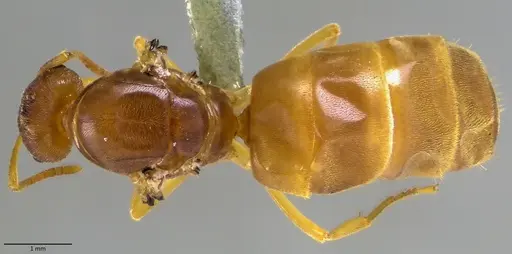 Lasius nearcticus - ANTWEB1041883