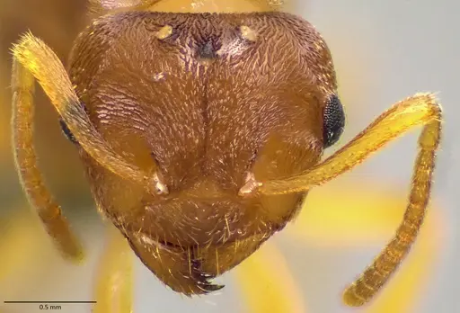 Lasius nearcticus - ANTWEB1041883