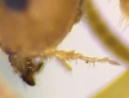 Lasius nearcticus - ANTWEB1041883