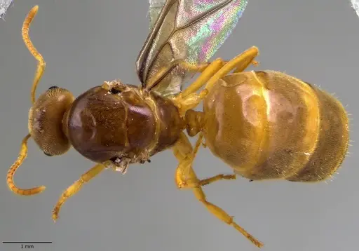 Lasius nearcticus - ANTWEB1060000