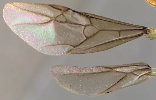 Lasius nearcticus - ANTWEB1060000