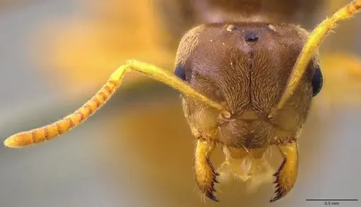 Lasius nearcticus - ANTWEB1060000