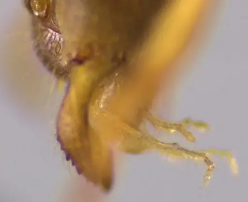 Lasius nearcticus - ANTWEB1060000