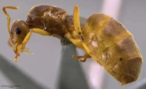 Lasius nearcticus - ANTWEB1060000