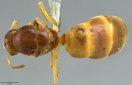 Lasius nearcticus - ANTWEB1060004