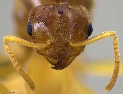Lasius nearcticus - ANTWEB1060004