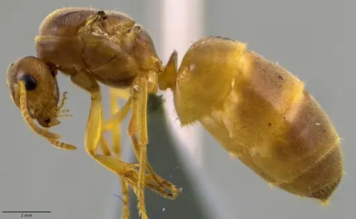 Lasius nearcticus - ANTWEB1060004