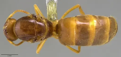 Lasius nearcticus - ANTWEB1060005